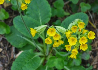 Las Primaveras (primula veris), las primeras en llegar