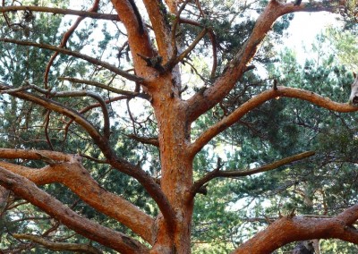 El Pino Royo no tiene comparación en estos bosques, antiguos testigos de la extracción maderera