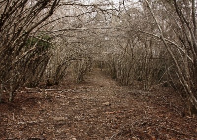 Entre avellanos, un descenso al valle fresco y salvaje