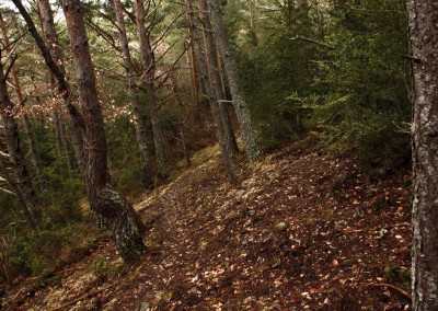 Un sendero húmedo y refrescante